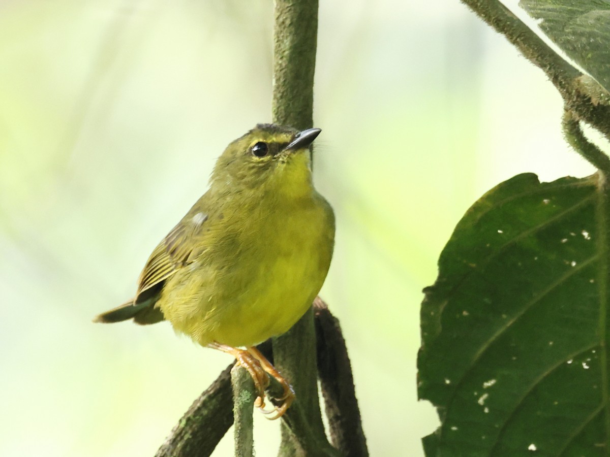 Two-banded Warbler - ML622747045