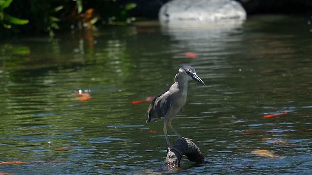 Black-crowned Night Heron - ML622747133