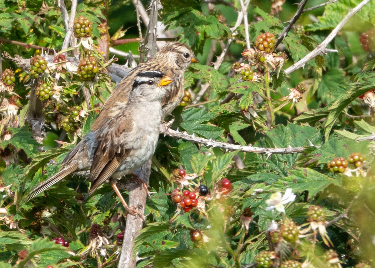 White-crowned Sparrow (pugetensis) - ML622747143