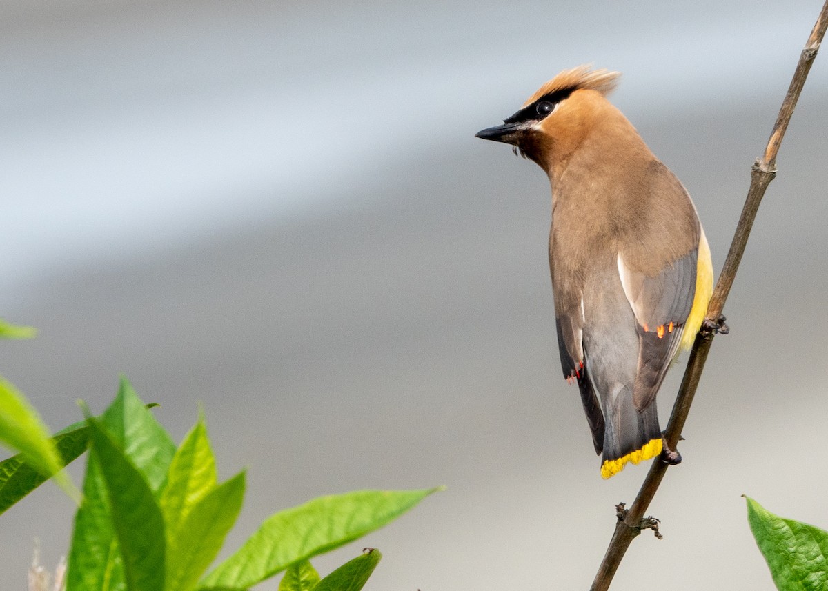 Cedar Waxwing - ML622747151