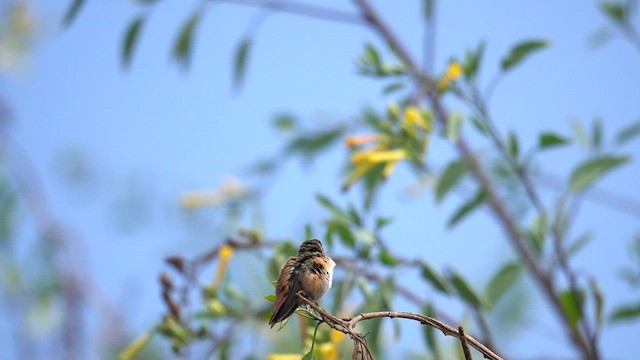 Allen's Hummingbird - ML622747194