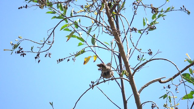 Cactus Wren - ML622747200