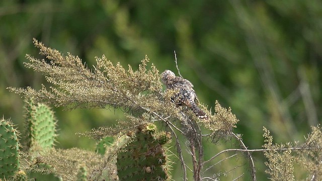 Cactus Wren - ML622747201