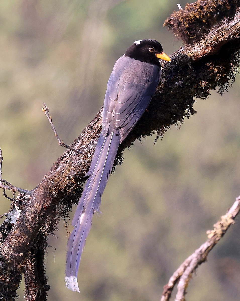 Yellow-billed Blue-Magpie - ML622747216