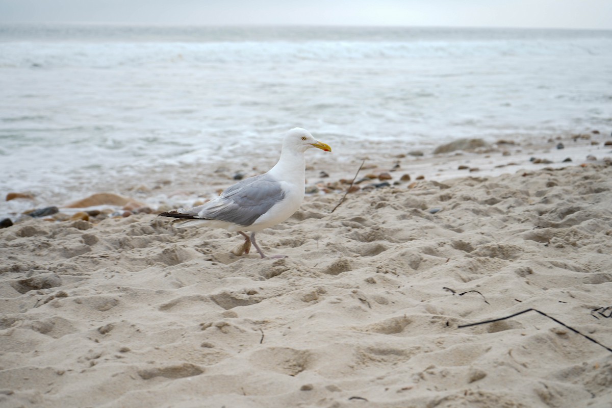 Herring Gull (American) - ML622747253