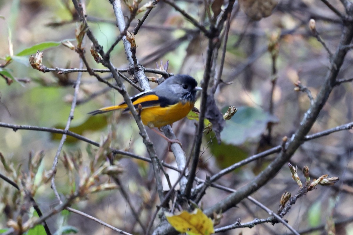 Golden-breasted Fulvetta - ML622747458