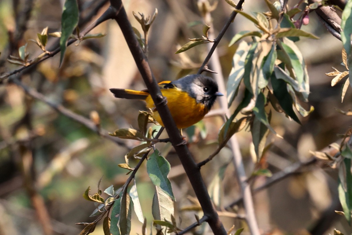 Golden-breasted Fulvetta - ML622747481