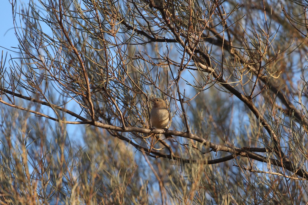 Gray Honeyeater - ML622747506