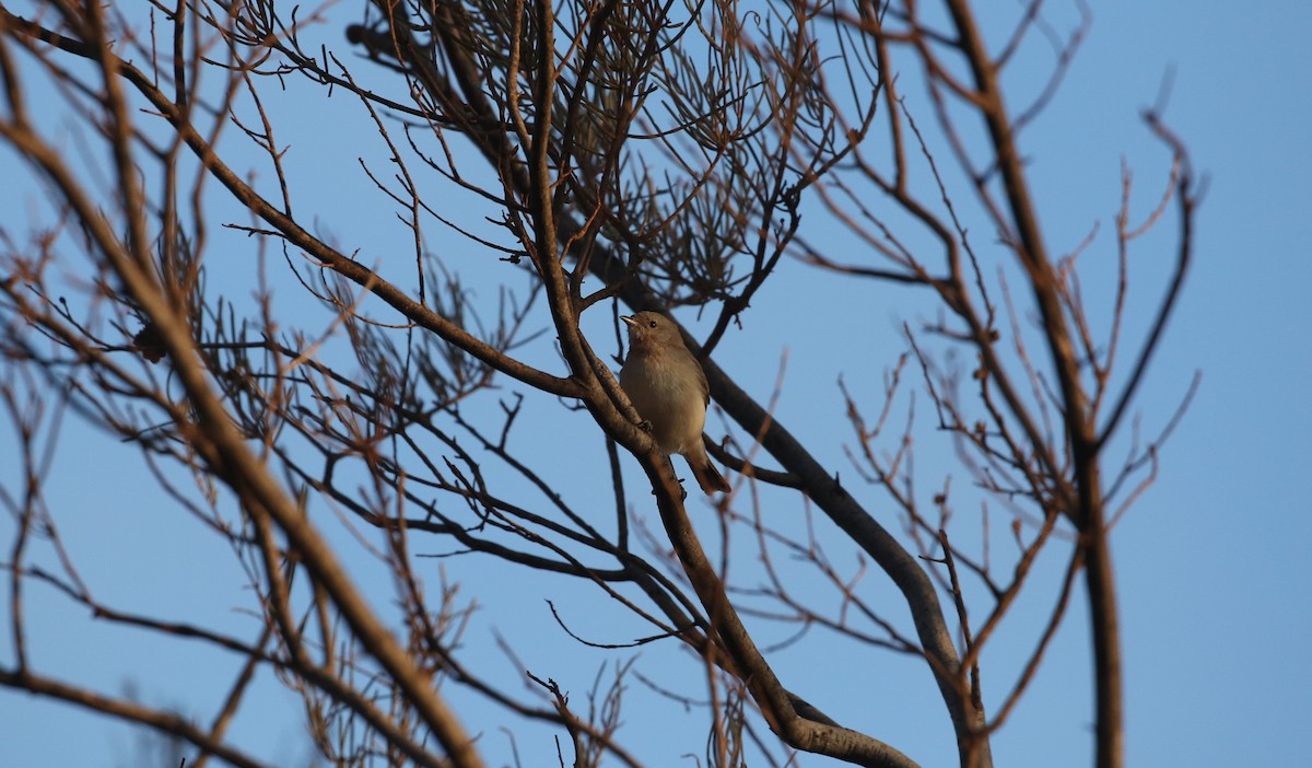 Gray Honeyeater - ML622747507