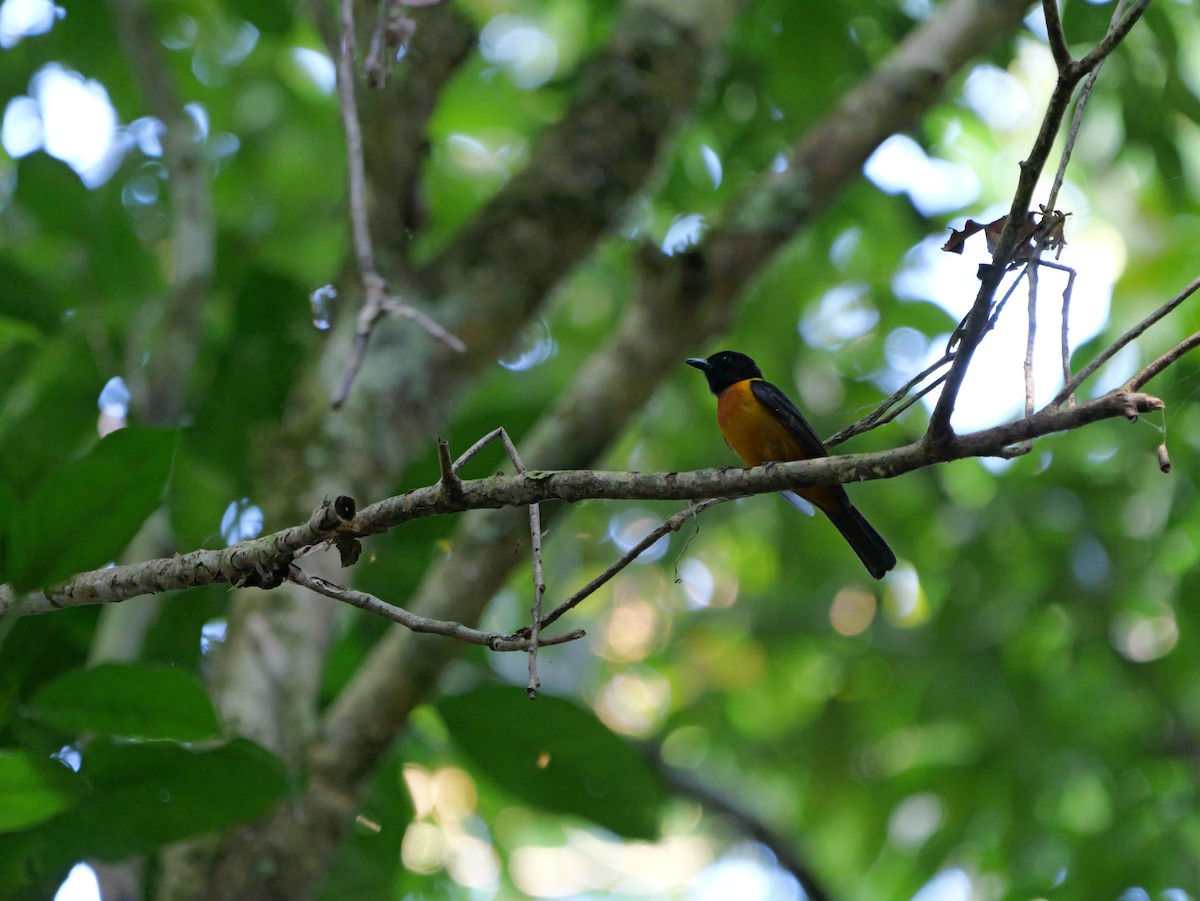 Fulvous Shrike-Tanager - ML622747522