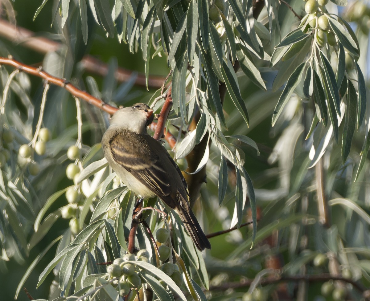 Willow Flycatcher - ML622747561