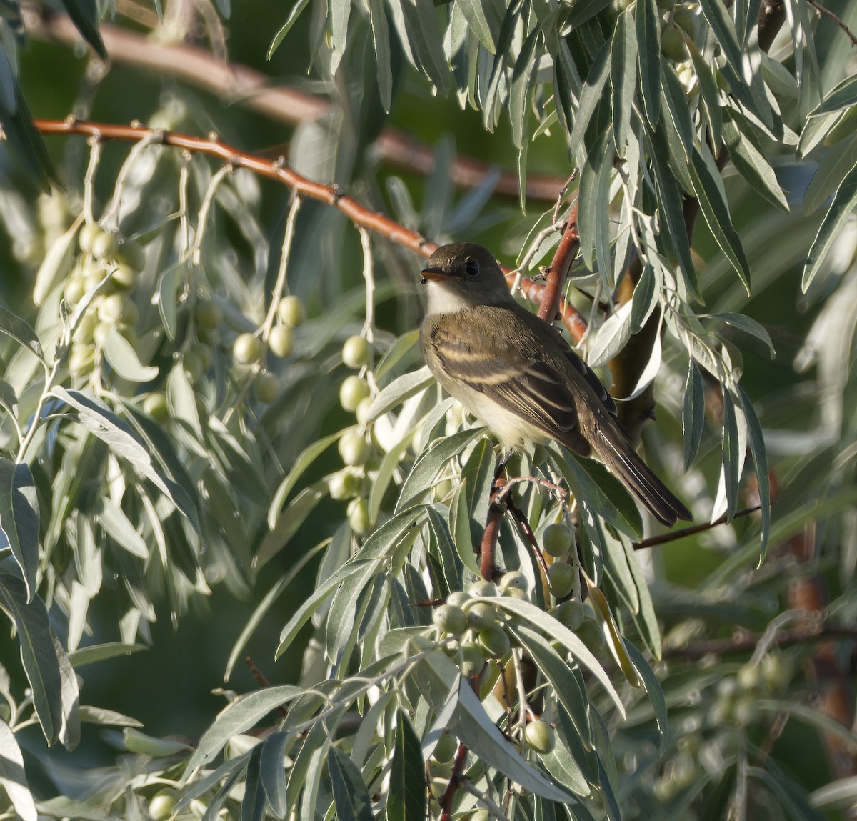 Willow Flycatcher - ML622747562