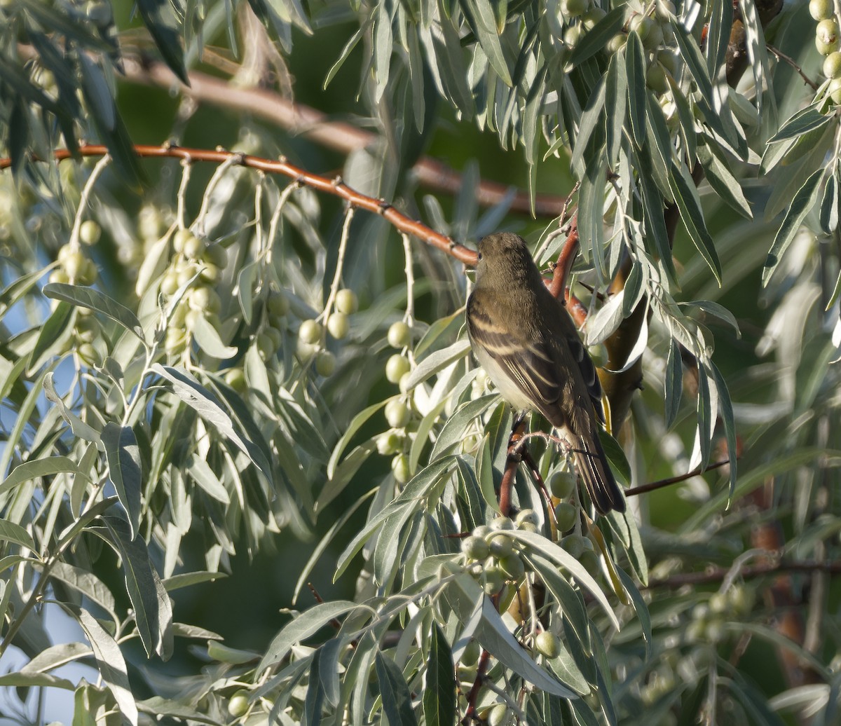 Willow Flycatcher - ML622747563