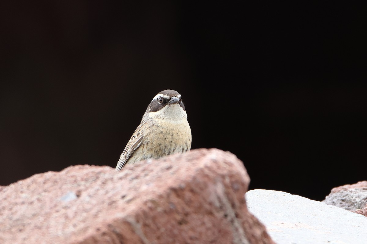 Radde's Accentor (Radde's) - ML622747565