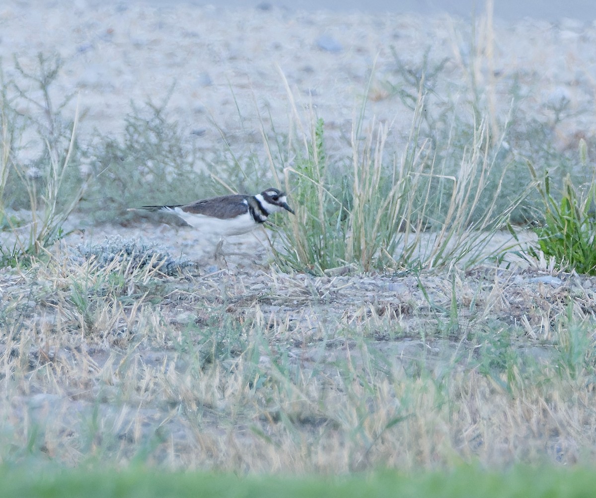 Killdeer - ML622747571