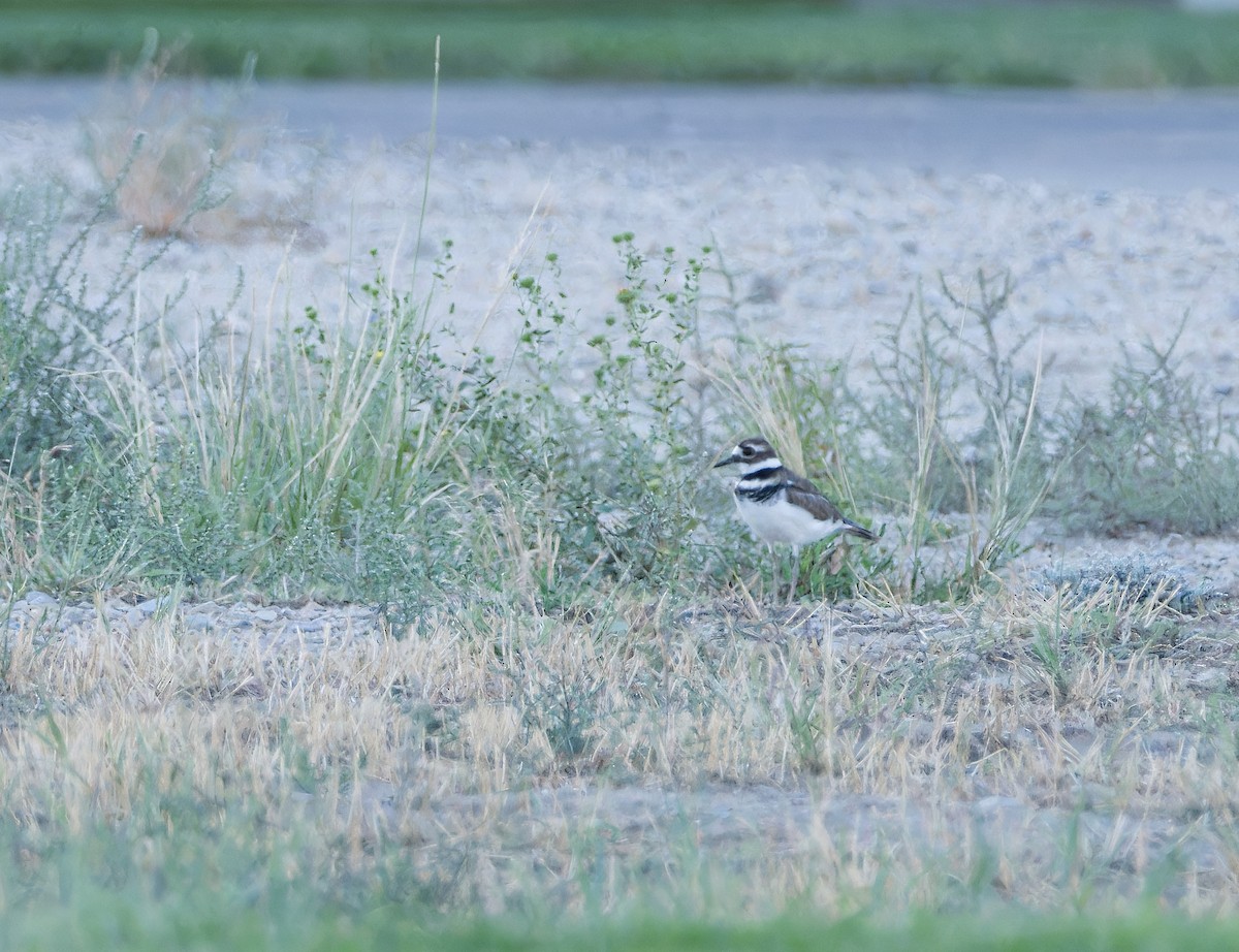Killdeer - ML622747573