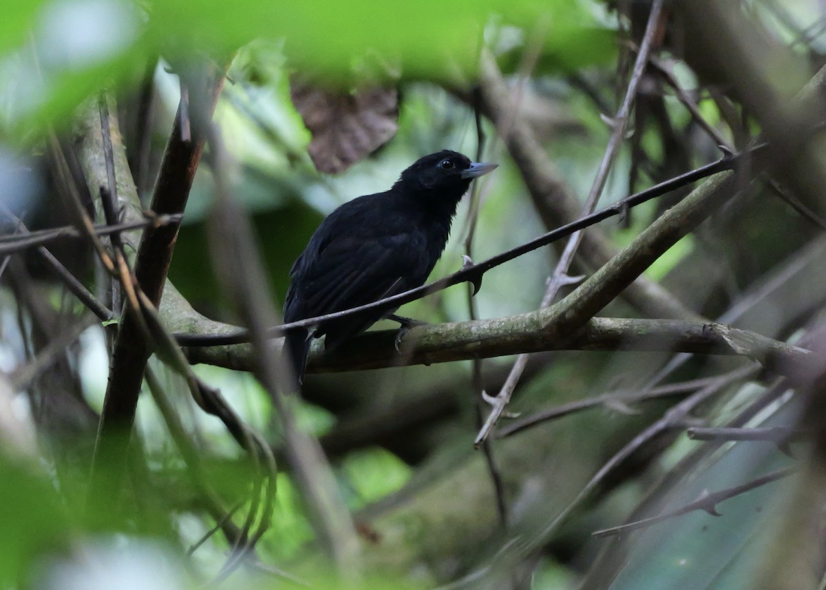 Black Bushbird - ML622747576