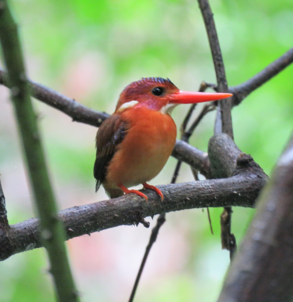 Sulawesi Dwarf-Kingfisher - ML622747587