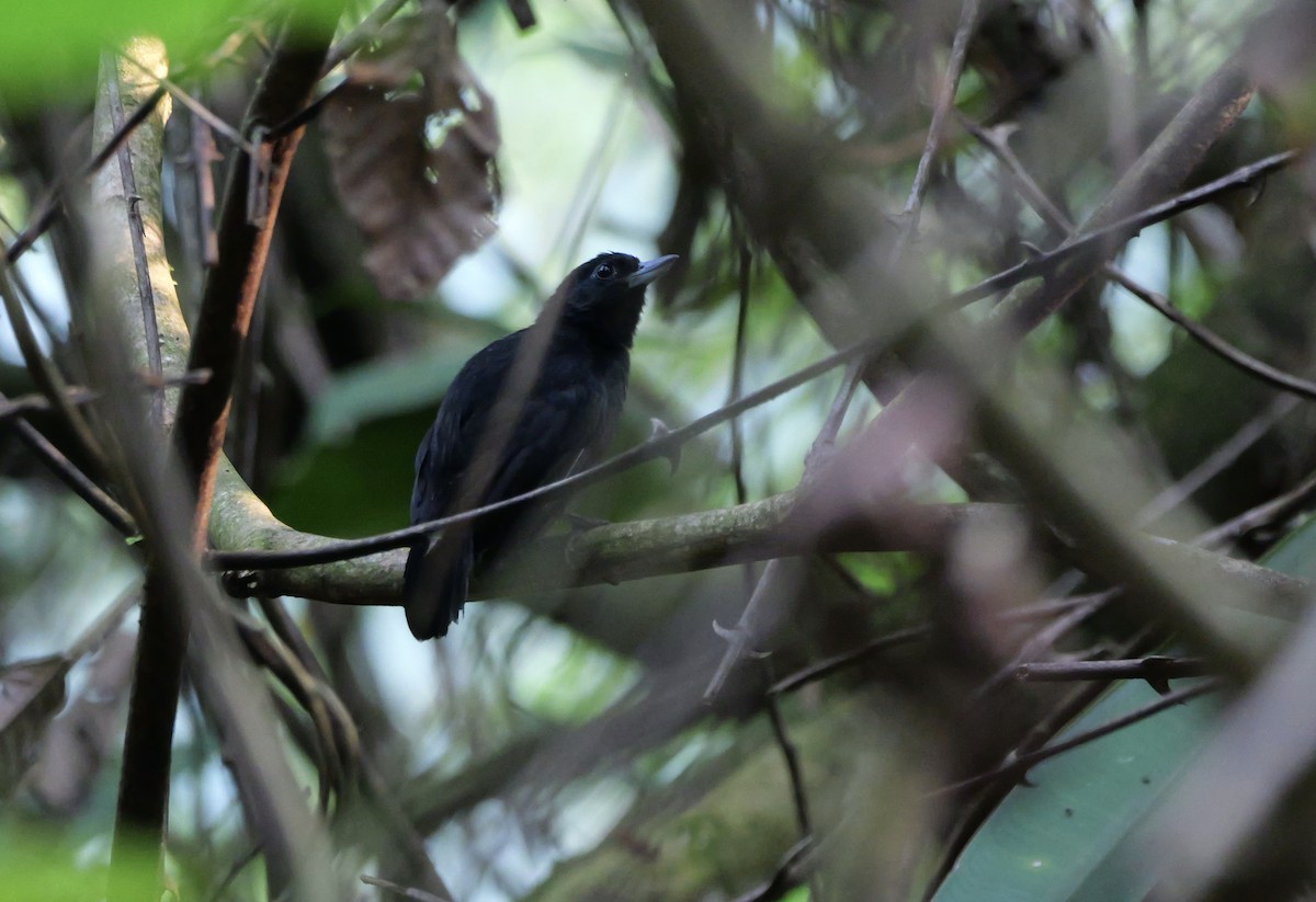 Black Bushbird - ML622747588