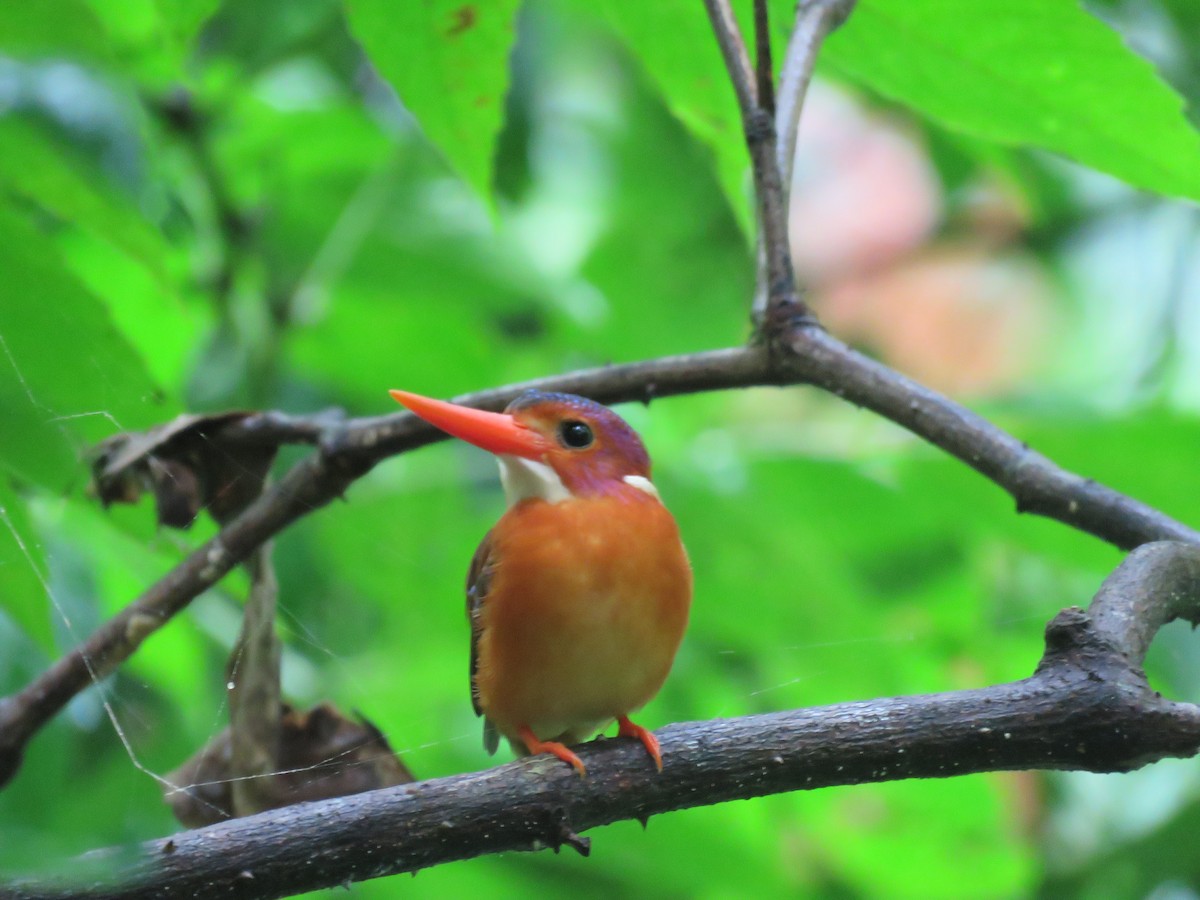 Sulawesi Dwarf-Kingfisher - ML622747589