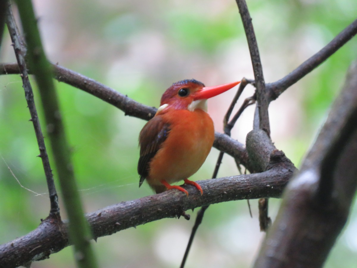 Sulawesi Dwarf-Kingfisher - ML622747590