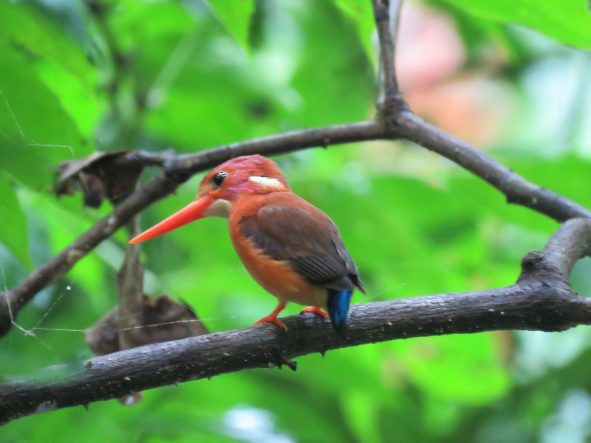 Sulawesi Dwarf-Kingfisher - ML622747591