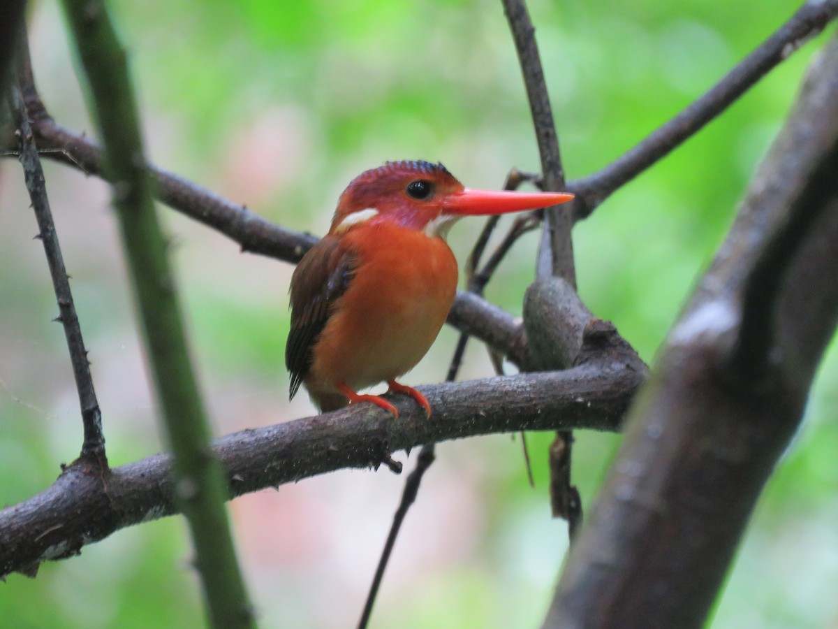 Sulawesi Dwarf-Kingfisher - ML622747592