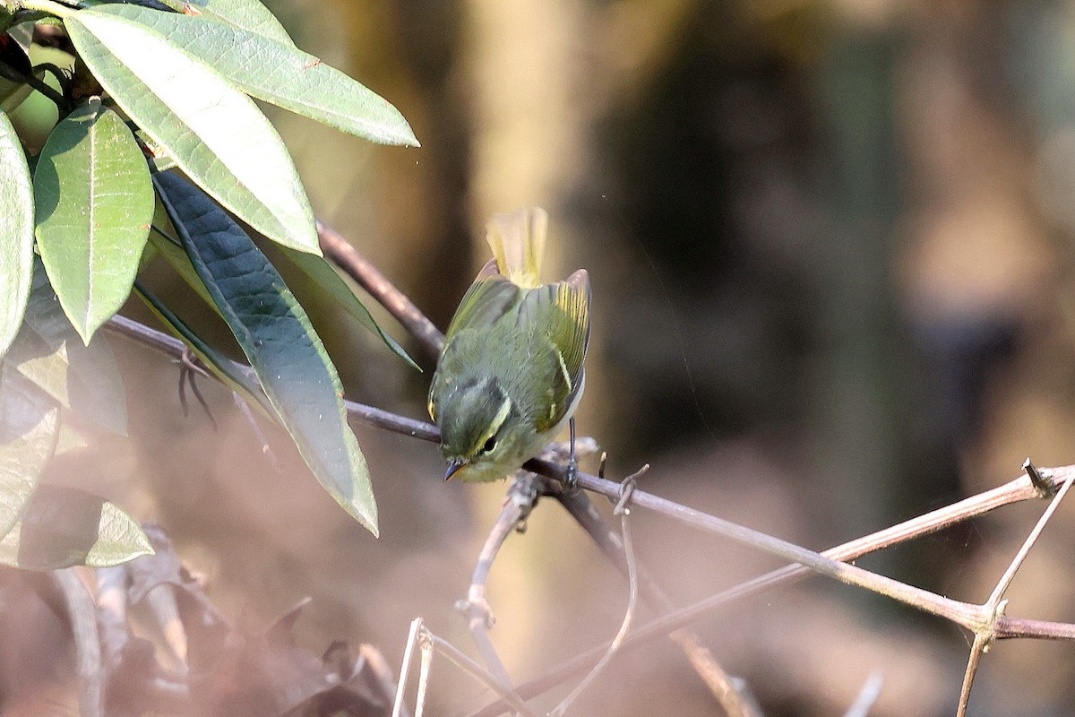 Blyth's Leaf Warbler - ML622747623