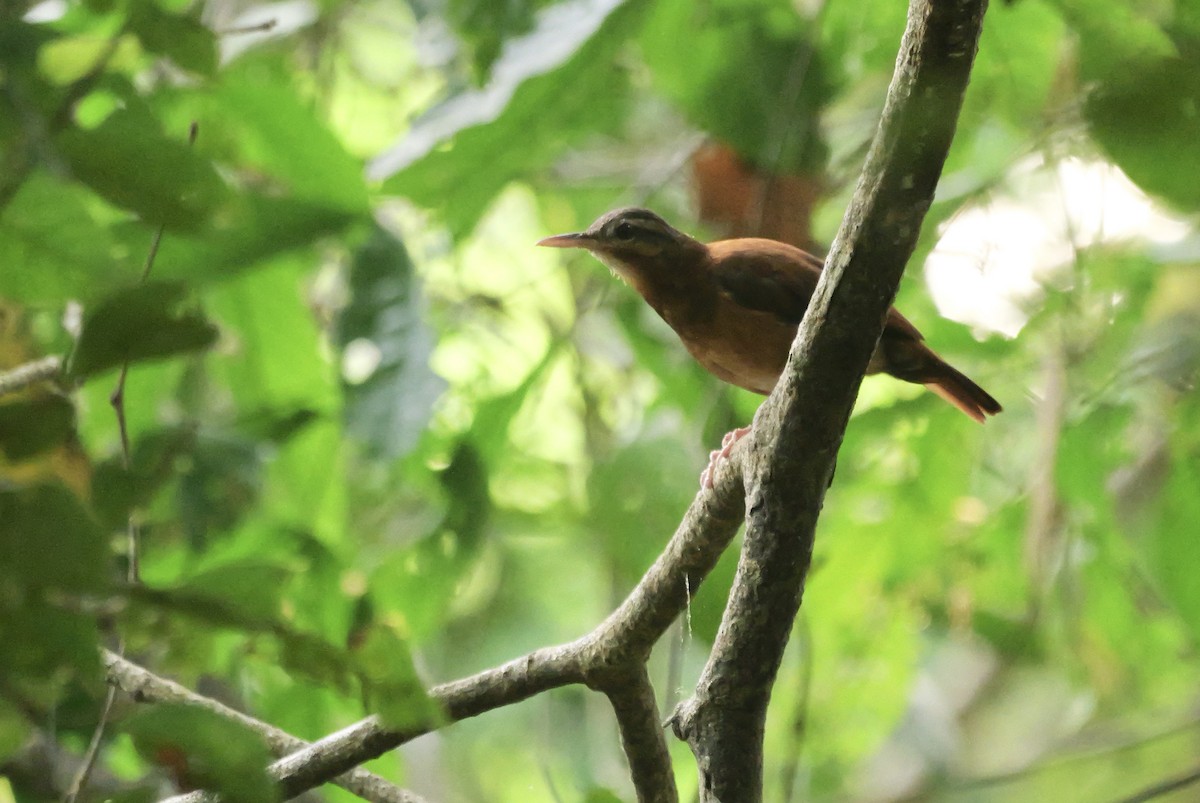 Pale-billed Hornero - ML622747629