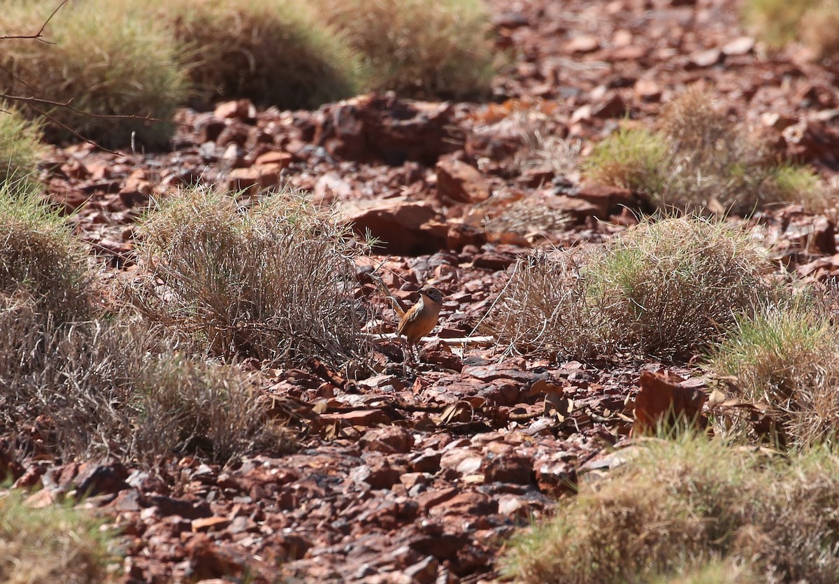 Rufous Grasswren - Jack Moorhead