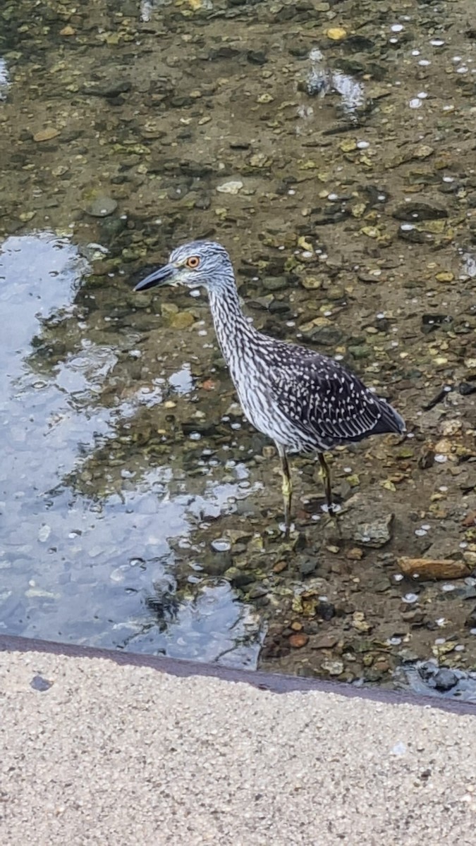 Yellow-crowned Night Heron - Jean-Marie Gauthier