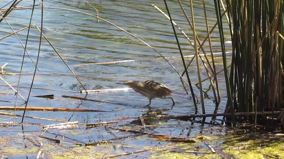 Stripe-backed Bittern - ML622747664