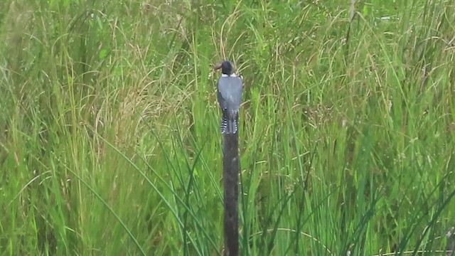 Belted Kingfisher - ML622747698