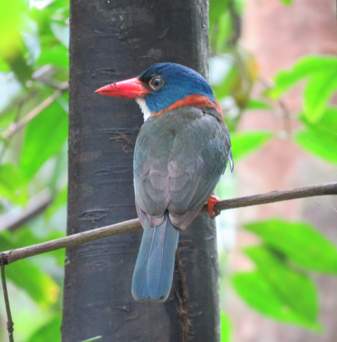 Green-backed Kingfisher - ML622747702