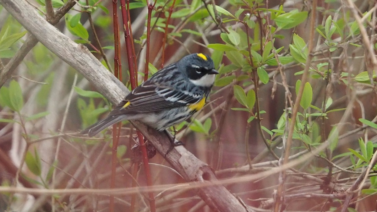 Yellow-rumped Warbler - Ken MacDonald