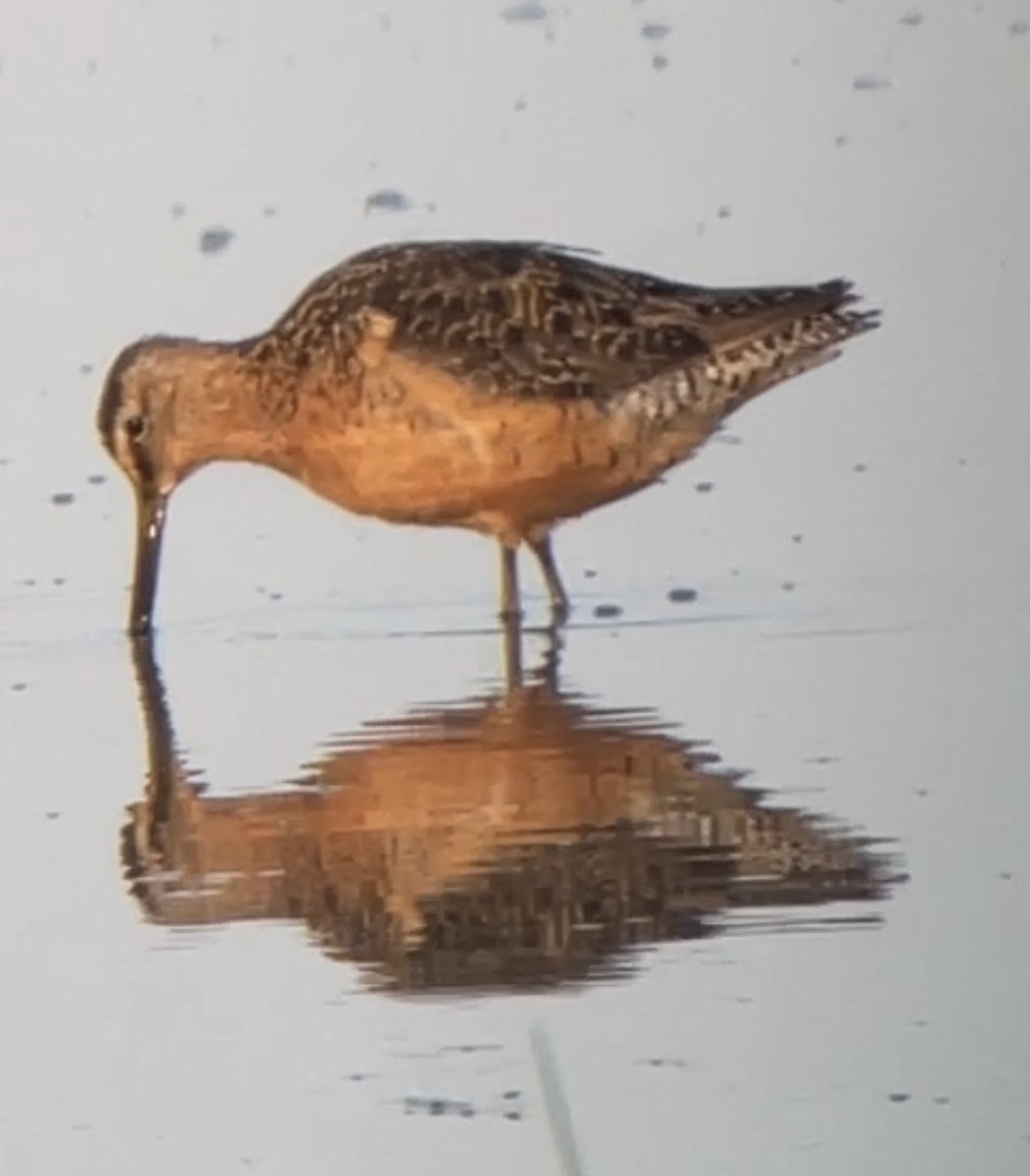 Long-billed Dowitcher - ML622747762