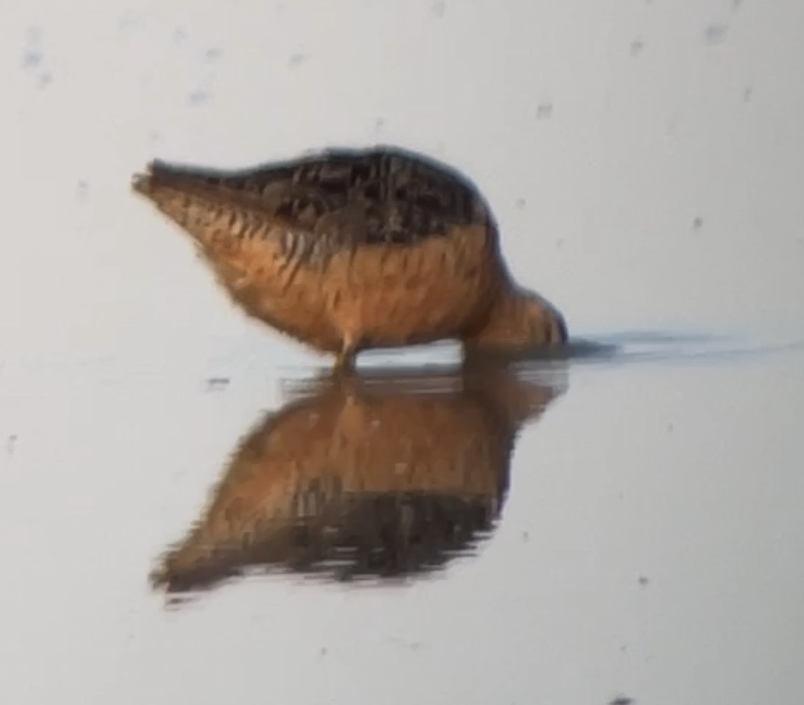 Long-billed Dowitcher - ML622747763