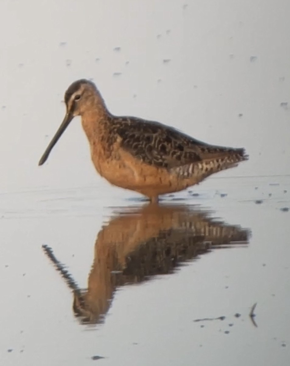 Long-billed Dowitcher - ML622747764