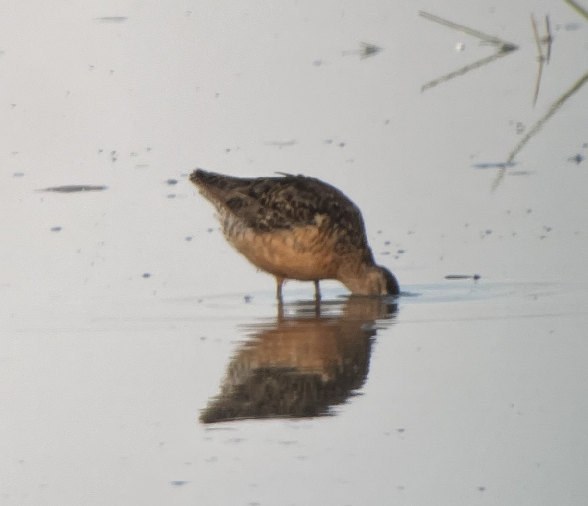 Long-billed Dowitcher - ML622747765