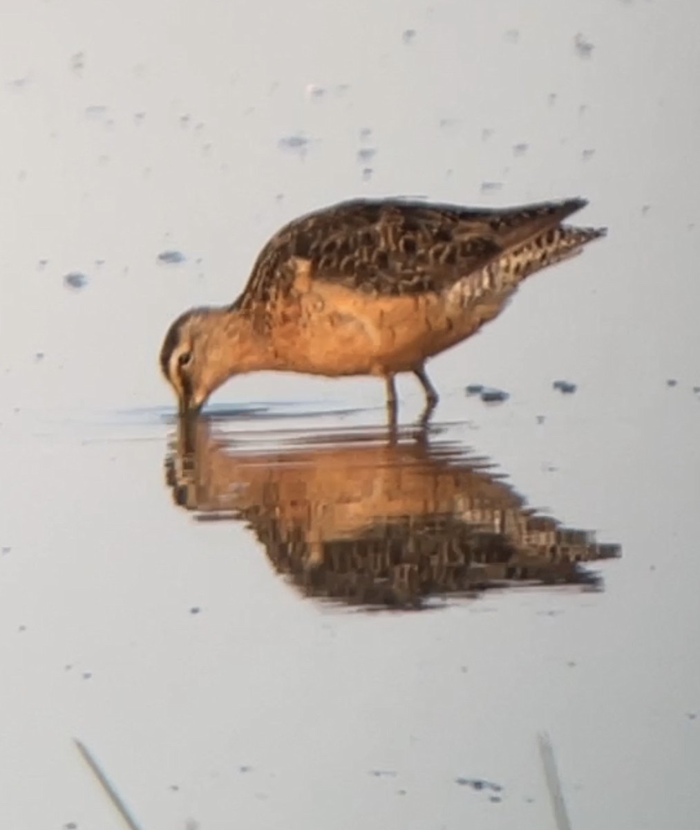 Long-billed Dowitcher - ML622747766