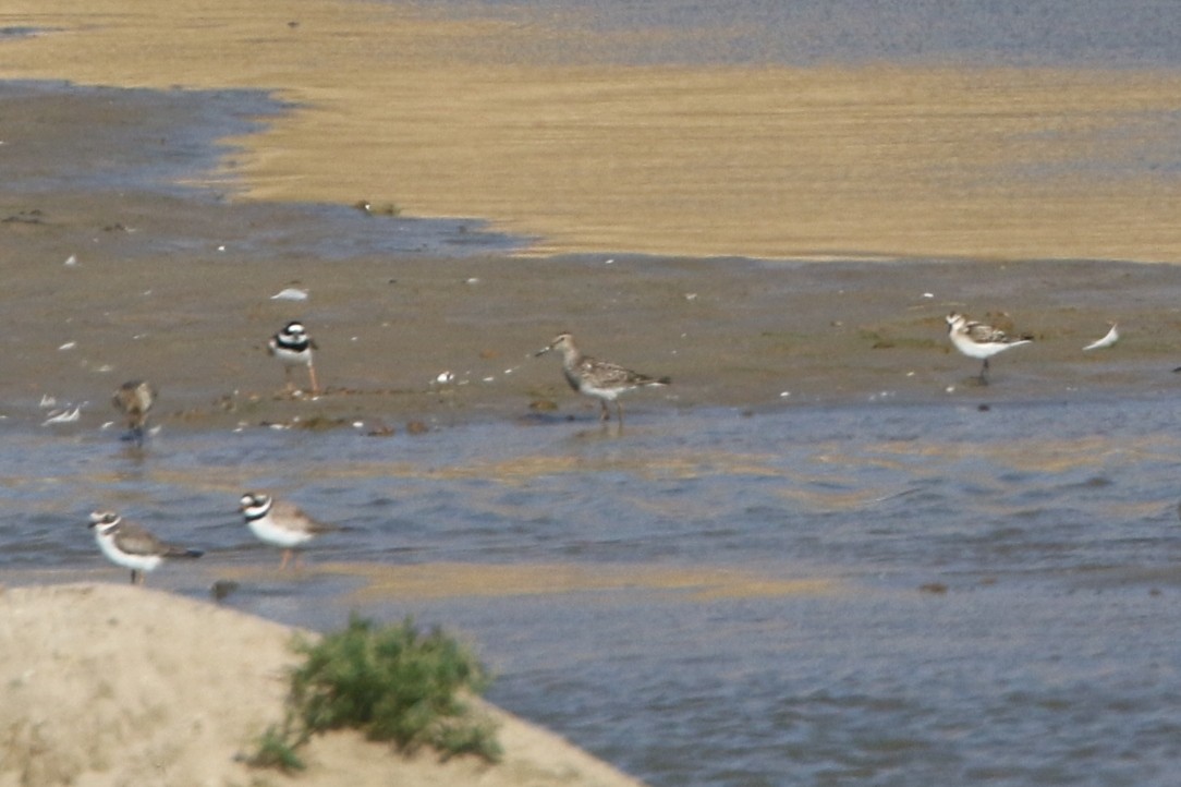 Pectoral Sandpiper - ML622747774