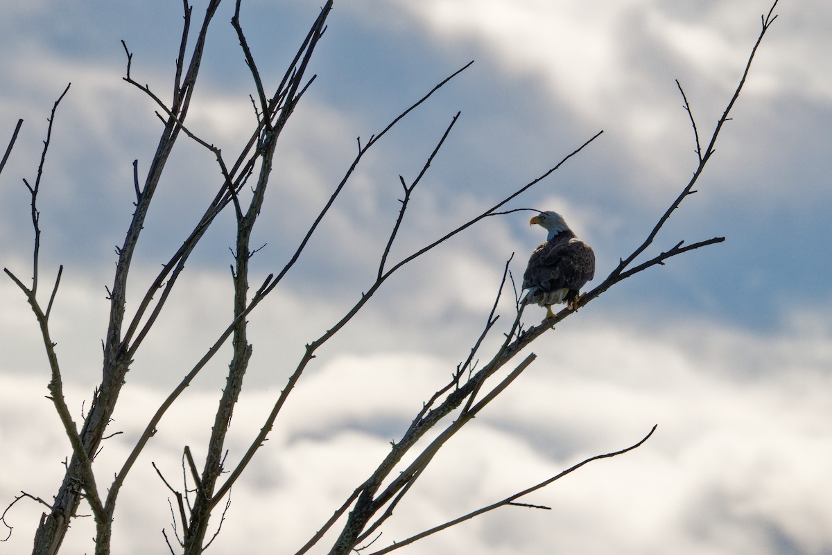 Bald Eagle - ML622747807