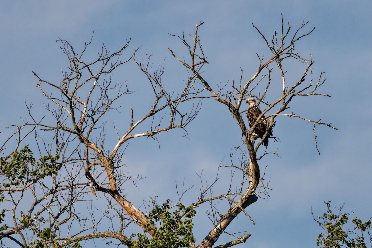 Bald Eagle - ML622747808