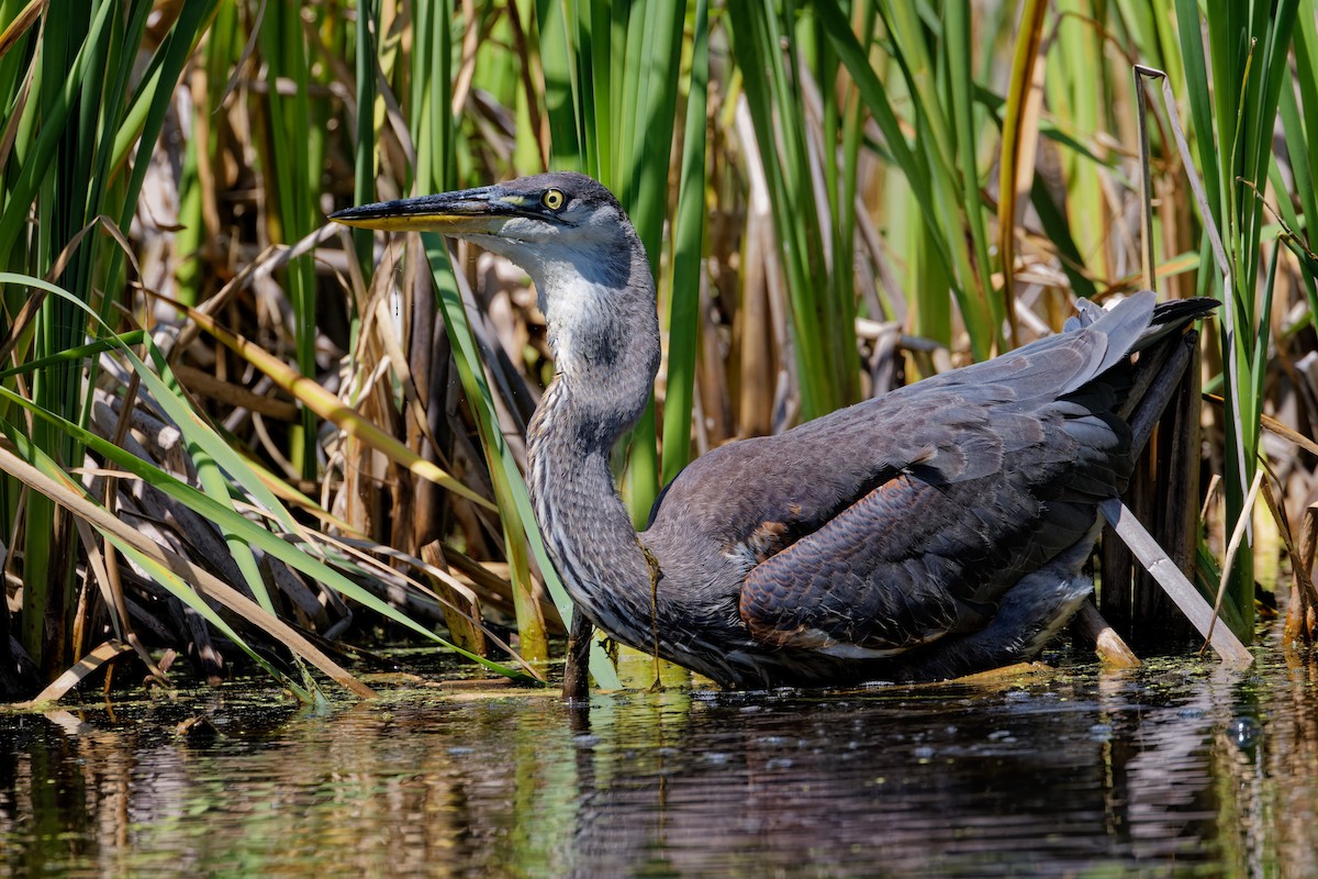 Great Blue Heron - ML622747829