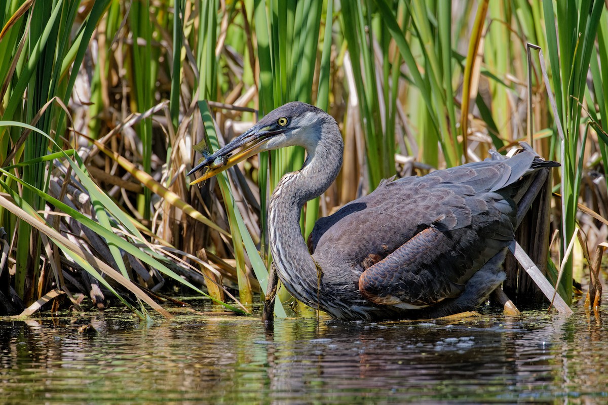 Great Blue Heron - ML622747830