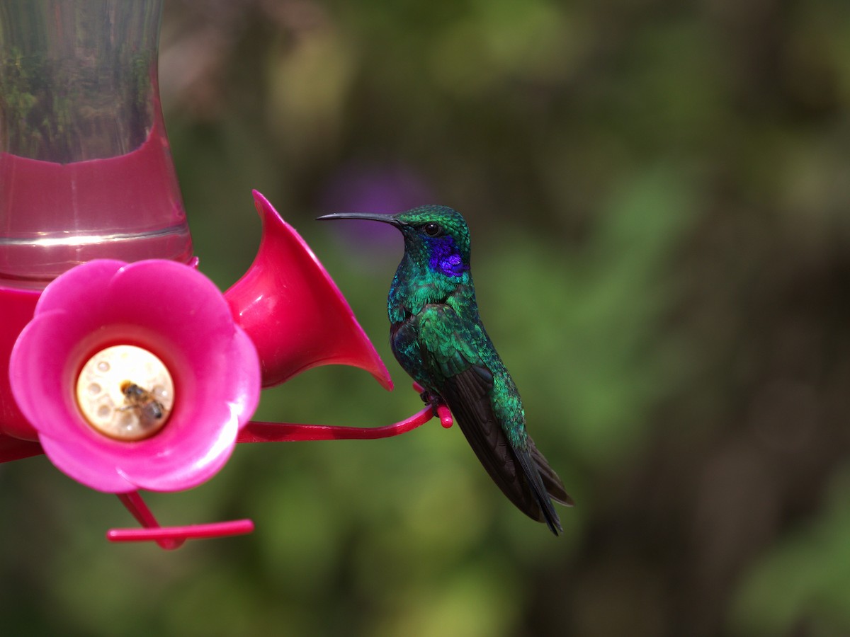 Lesser Violetear - ML622747841