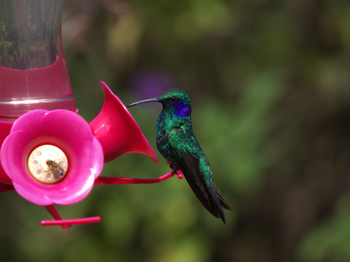 Lesser Violetear - ML622747842