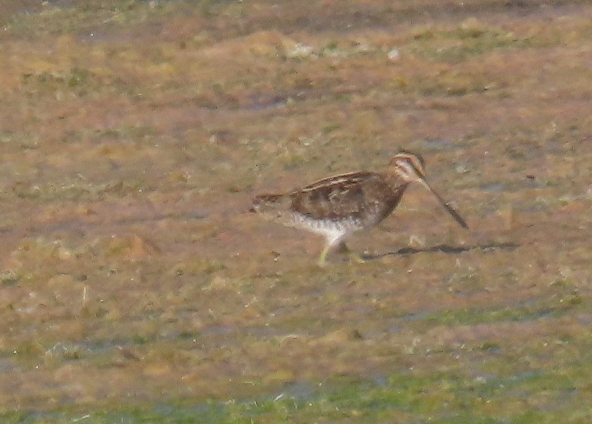 Wilson's Snipe - ML622747870