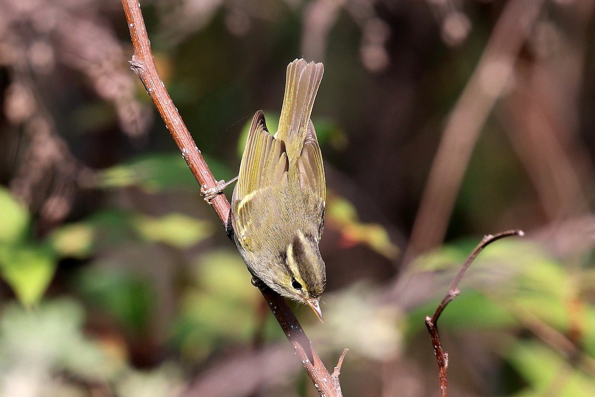 Blyth's Leaf Warbler - ML622747873