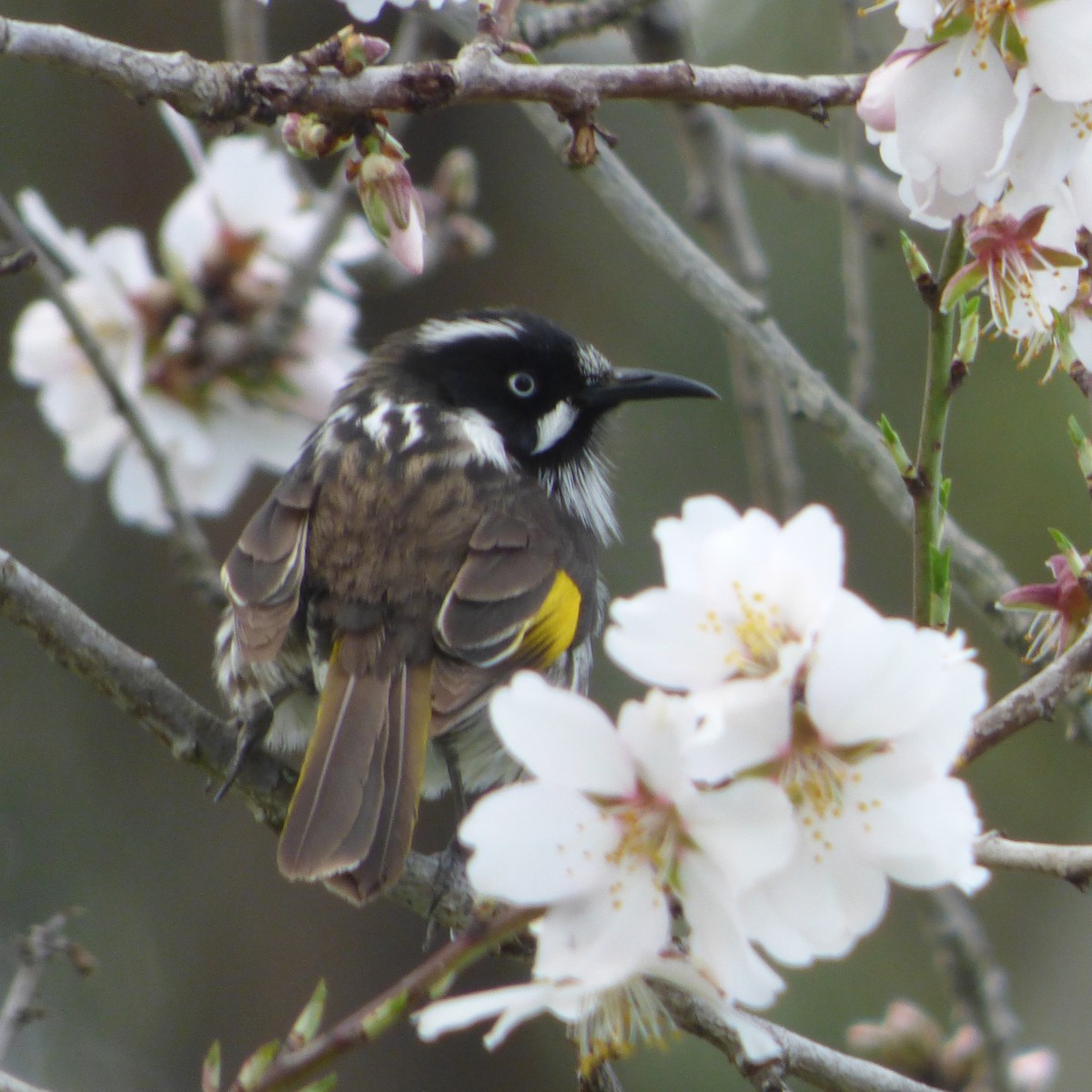 New Holland Honeyeater - ML622747874
